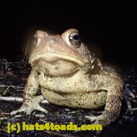 /home//u458753944/public_html/sourcegallery//Roxborough Toad Detour/2013-2019/2019/53352648_10218763677911981_8976996576564084736_o.jpg